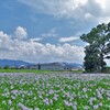 晩夏を彩る一面の花