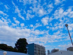 青と白