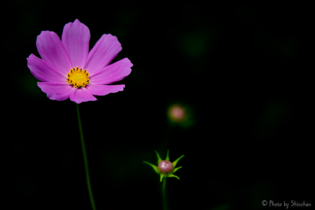 cosmos