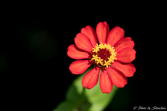 Zinnia