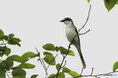 サンショウクイ