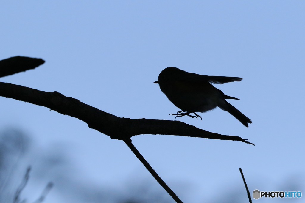 ルリちゃんのジャンプシルエット