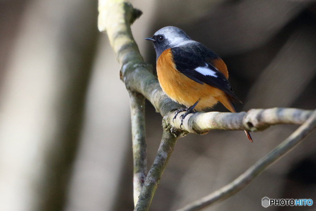 タマゴ型ジョビオ