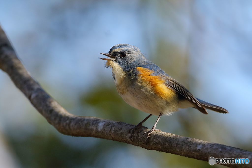 蔵出しルリちゃん