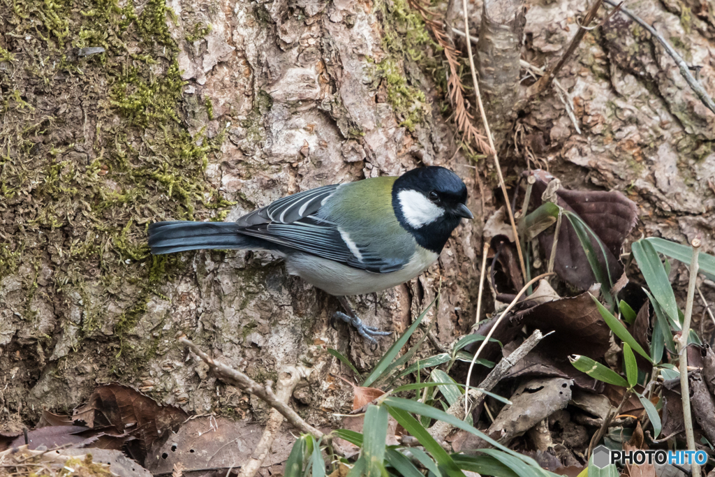 そこでは絵になりませんって(◎_◎;)