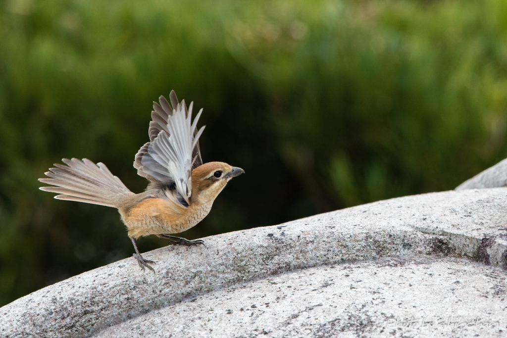百舌鳥の舞