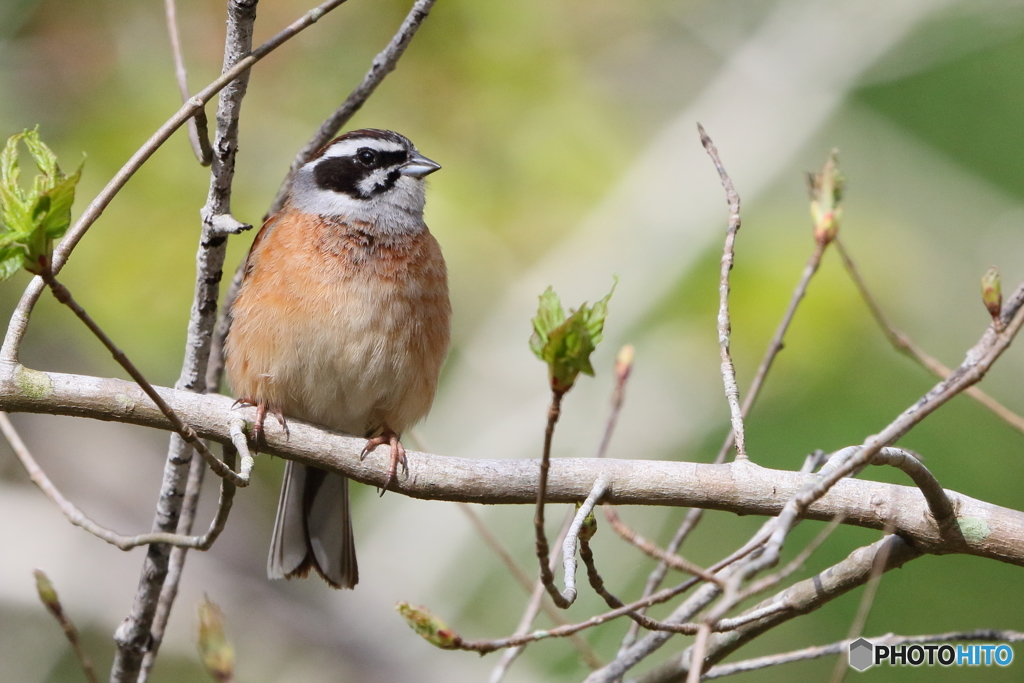ホウジロ