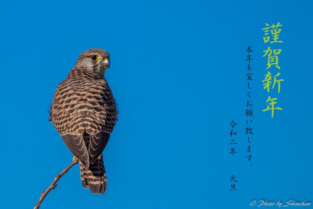 迎春
