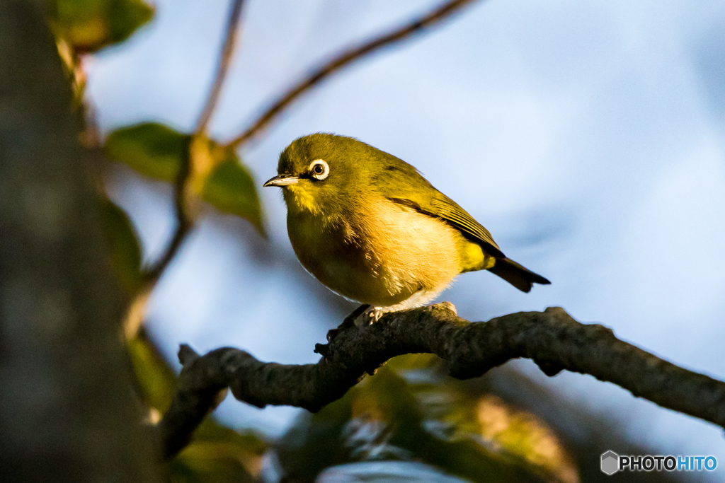 メジロ朝陽を浴びて・・・