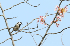 シジュウカラ