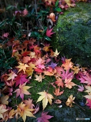 公園 紅葉