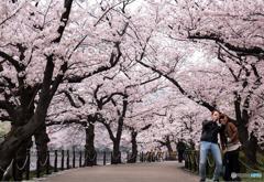 桜