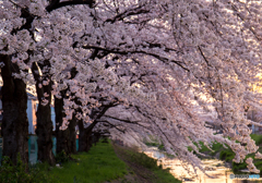 桜