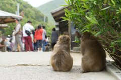 見守るサル
