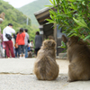 見守るサル