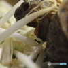 もやし大好き
