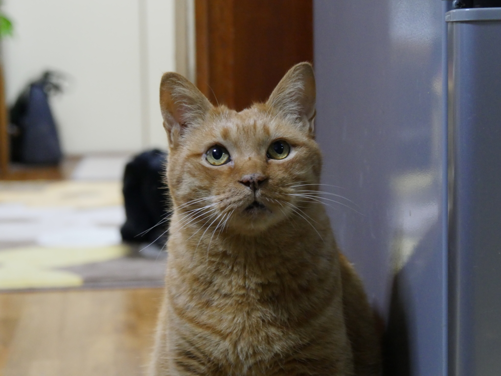 ご飯は？