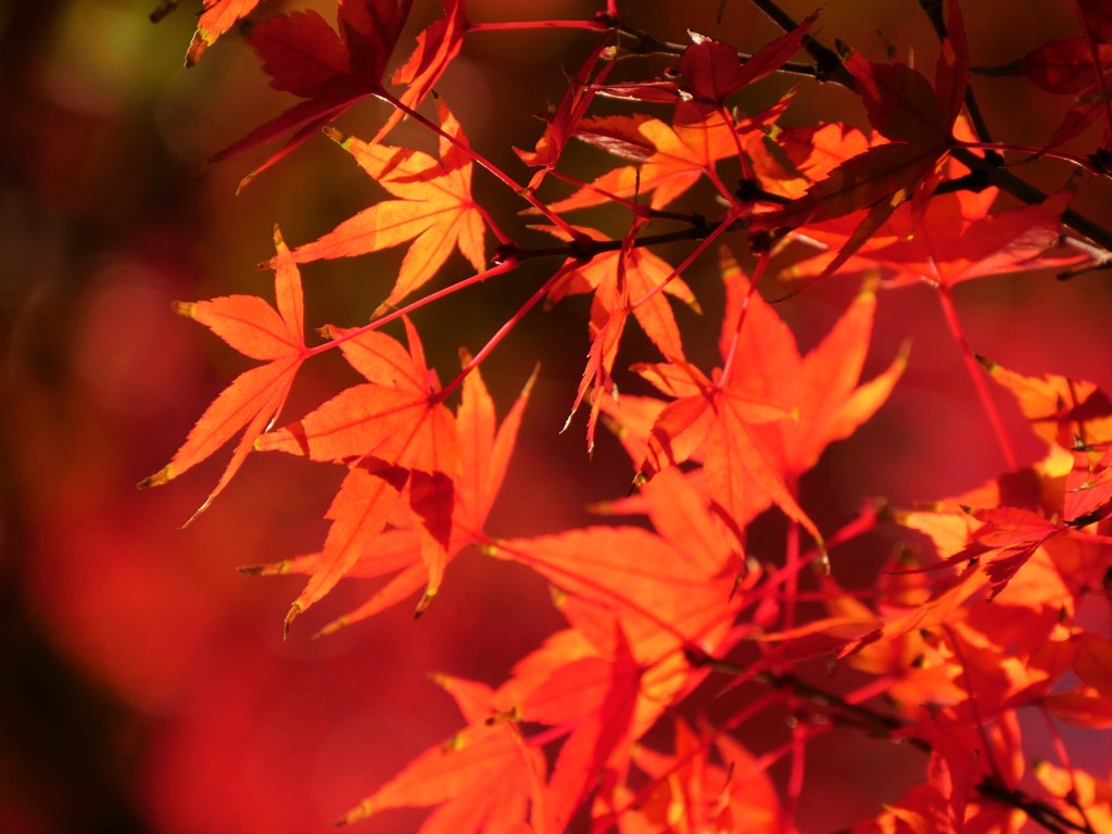 遅れてきた紅葉