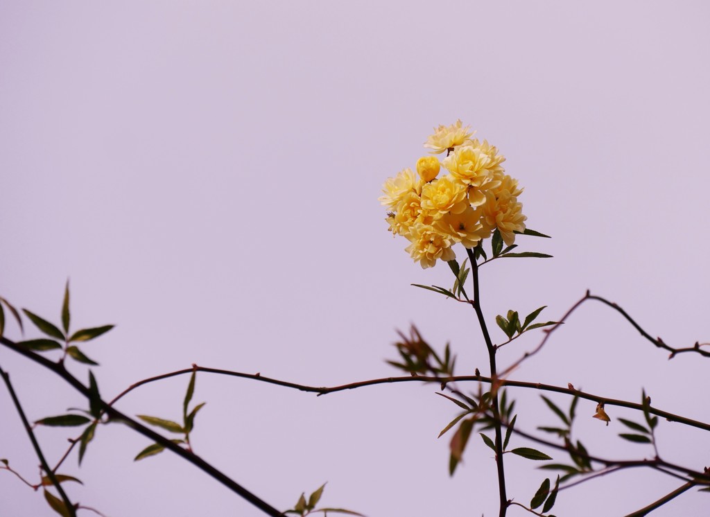 季節外れの開花