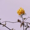 季節外れの開花