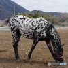 葦毛のうま。ダルメシアン？