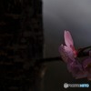 さくら2017
