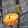 メジロと目が合いました