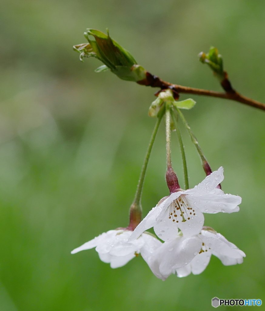雨の日の桜