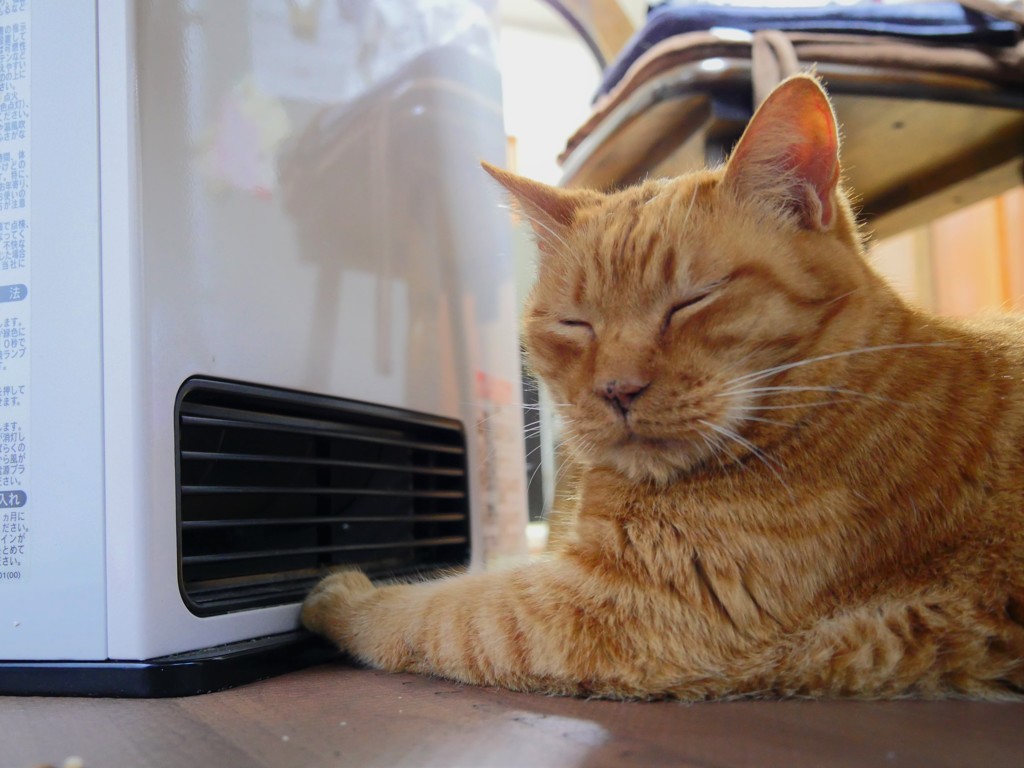 ストーブに手をあてる猫
