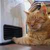 ストーブに手をあてる猫