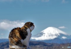 富士を眺めるネコ