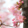 花見