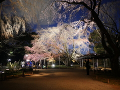 夜桜ライトアップ