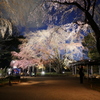 夜桜ライトアップ