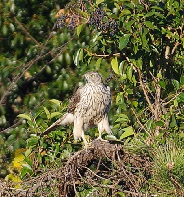 IMGP6092(2)