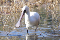 IMGP0178