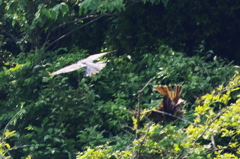 IMGP0439ハヤブサ対トビ(2)