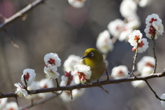 春が来た