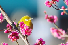 春が来た