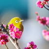春が来た