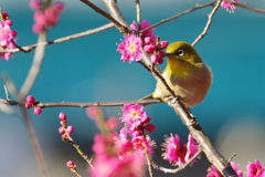 春が来た