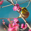 春が来た