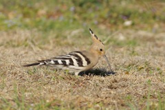IMGP0477(2)ヤツガシラ