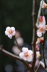IMGP7800(2)
