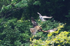 IMGP0438ハヤブサ対トビ(2)