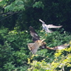 IMGP0438ハヤブサ対トビ(2)
