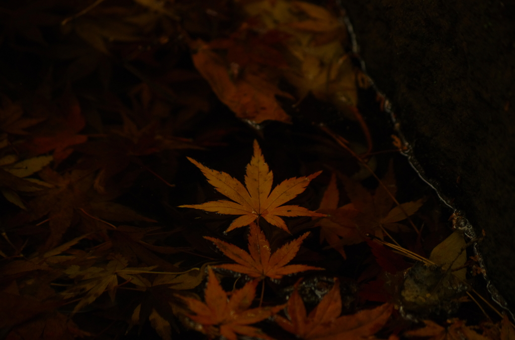 モミジ