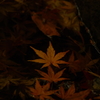 モミジ