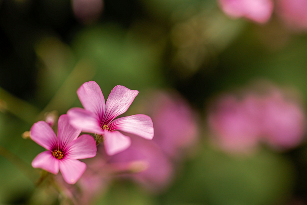 花❶