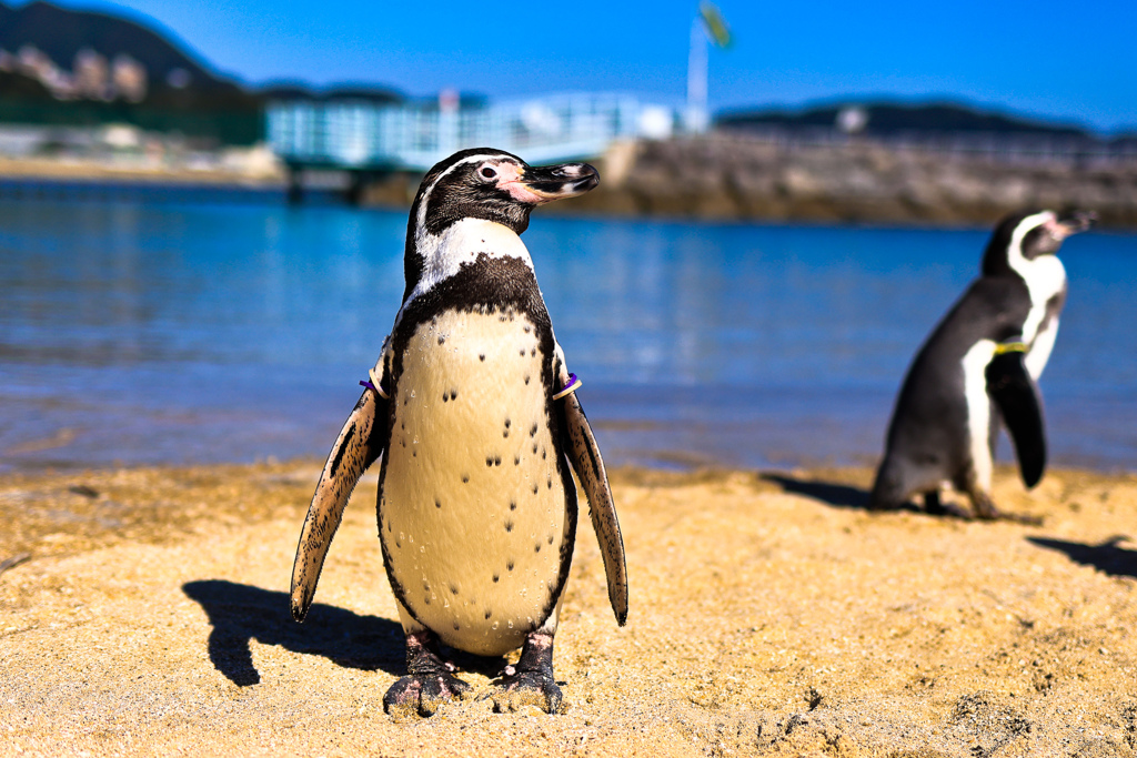 ペングウィン